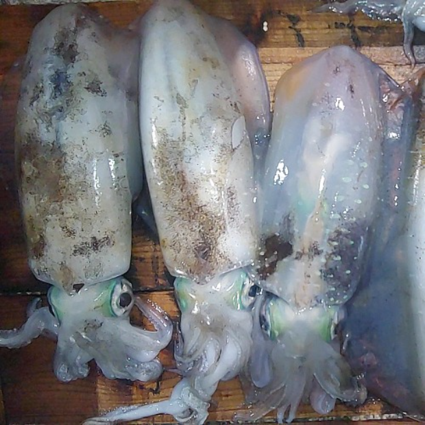 손질 무늬오징어(급속동결)1kg(4~5마리내외 크기)